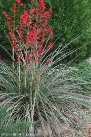 Hummingbird Yucca