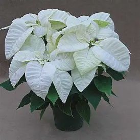 Poinsettia &#39;Whitestar&#39;
