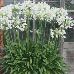 Agapanthus &#39;Getty White&#39;