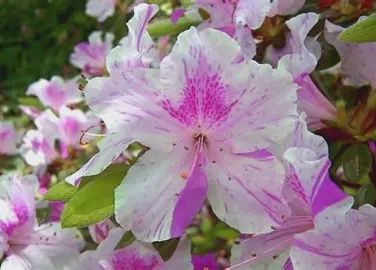 Encore Azalea &#39;Autumn Twist&#39;