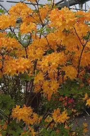 Native Azalea 'Florida Flame'