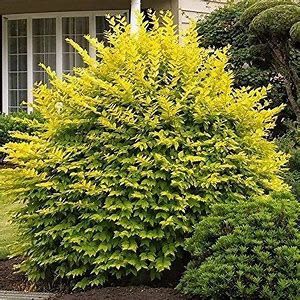 Ligustrum &#39;Howardii&#39;