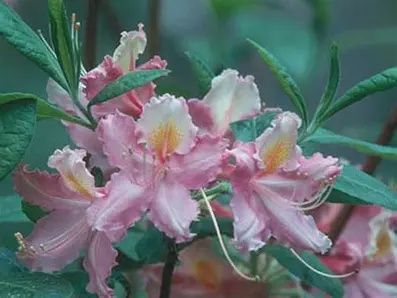 Native Azalea &#39;Elizabeth Lane&#39;