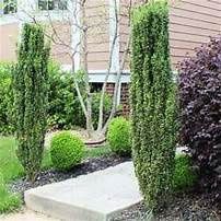 Ilex 'Sky Pencil'