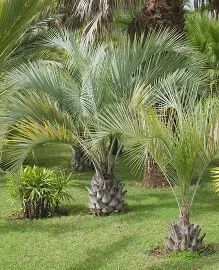 Pindo Palm