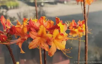 Native Azalea &#39;Tallulah Sunrise&#39;
