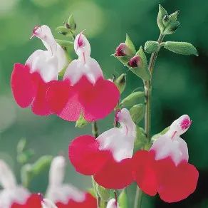 Salvia ‘Hot Lips’