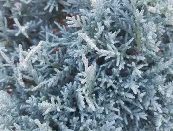 Juniper 'Angelica Blue'