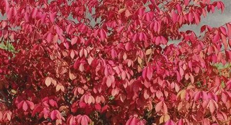 Burning Bush