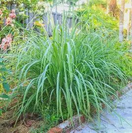 Lemon Grass