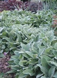 Lamb&#39;s Ear