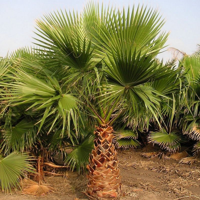 California Fan Palm