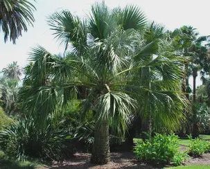Sabal Palmetto Palm