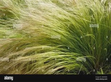 Mexican Feather Grass