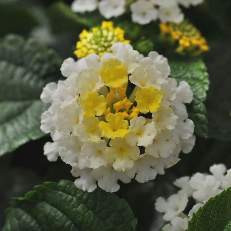 Lantana  'Cream''