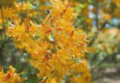 Florida Azalea &#39;Astrium&#39;