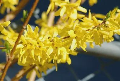 Forsythia