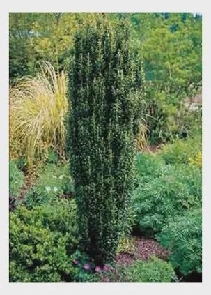 Ilex &#39;Sky Pencil&#39;