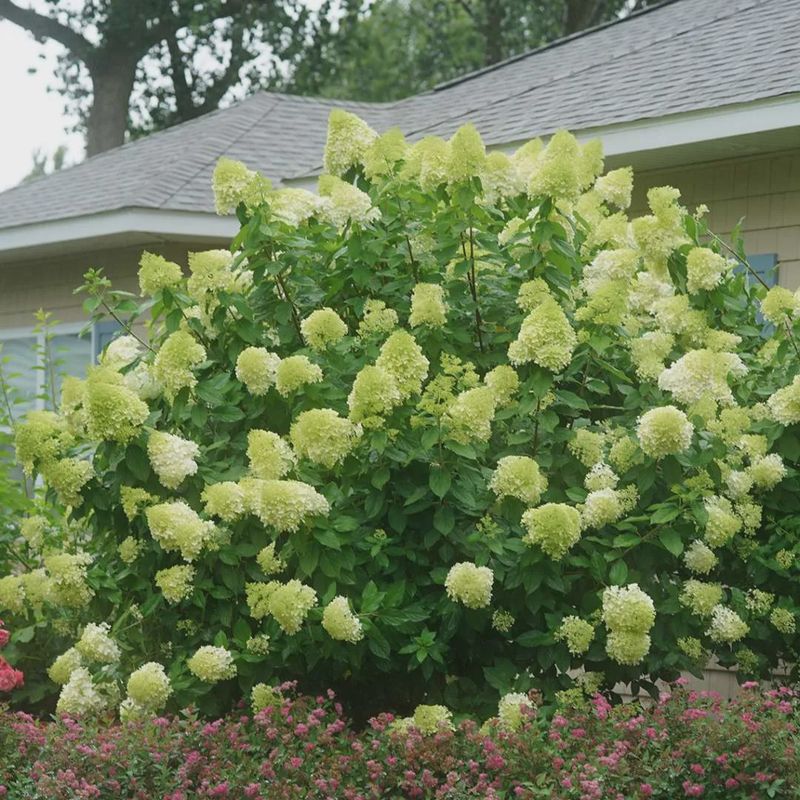 Hydrangea &#39;Limelight Prime&#39;