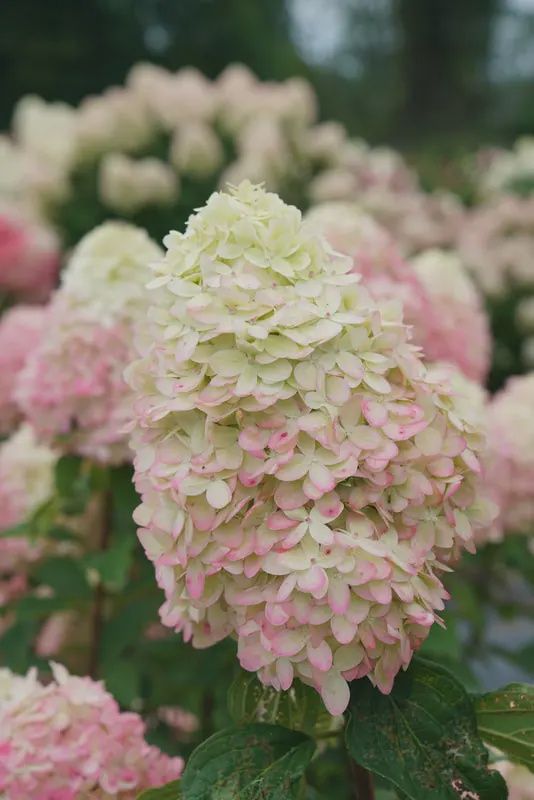 Hydrangea 'Limelight Prime'