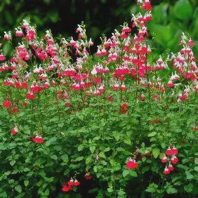 Salvia ‘Hot Lips’