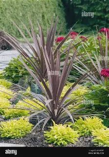 Cordyline 'Red Sensation'