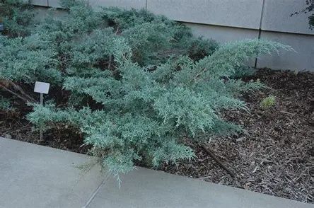 Juniper &#39;Angelica Blue&#39;