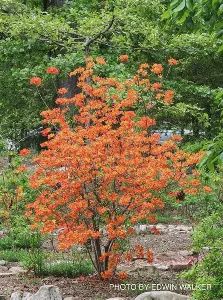Native Azalea War Eagle