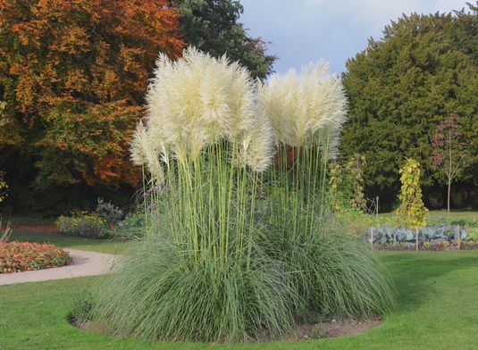 Pampas Grass White &#39;Cortaderia&#39;