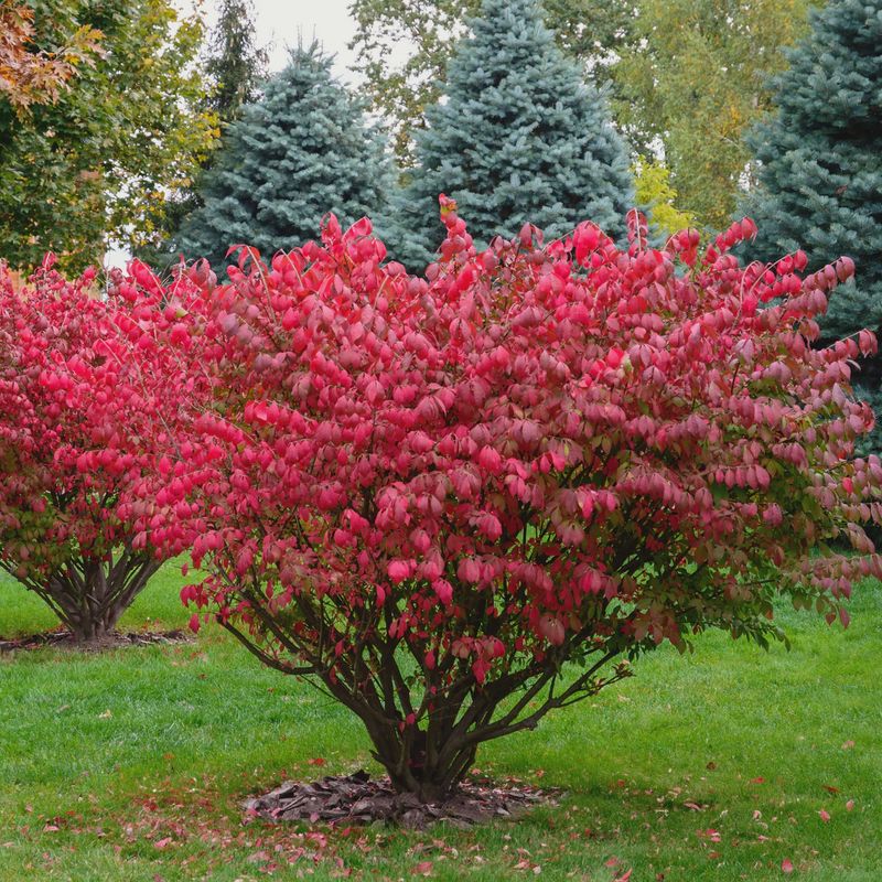 Burning Bush