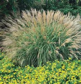 Maiden Grass 'Adagio'