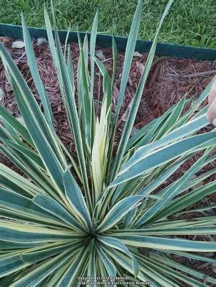 Yucca 'Adam's Needle'