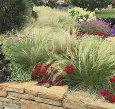 Mexican Feather Grass