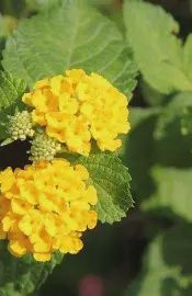 Lantana 'Lola"