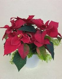 Poinsettia &#39;Ruby Red&#39;