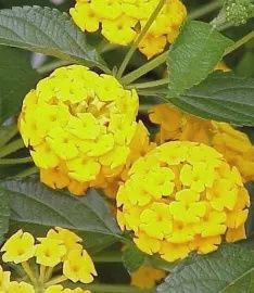 Lantana &#39;Lola&quot;
