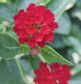 Lantana &#39;Dark Red&#39;