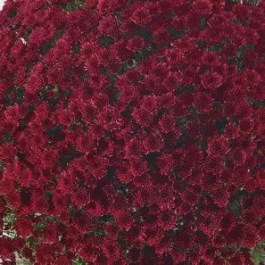 Belgium Mum &#39;Vigorelli Red&#39;