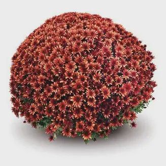 Belgium Mum &#39;Aduro Orange&#39;