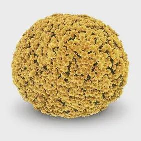 Belgium Mum &#39;Vigorelli Gold&#39;