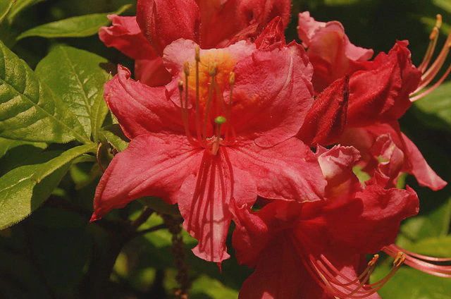 Azalea Native &#39;Pats Pink&#39;