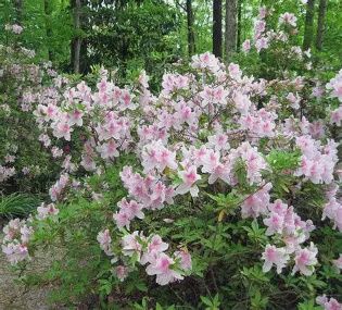 Azalea &#39;George L. Tabor&#39;