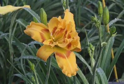 Daylily &#39;Mayor of Cornatzer&#39;&#39;