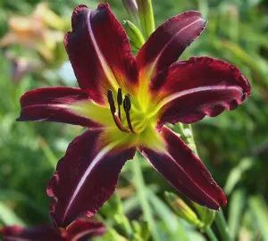 Daylily &#39;Off To See The Wizard&#39;