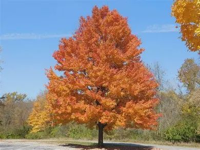 Sugar Maple
