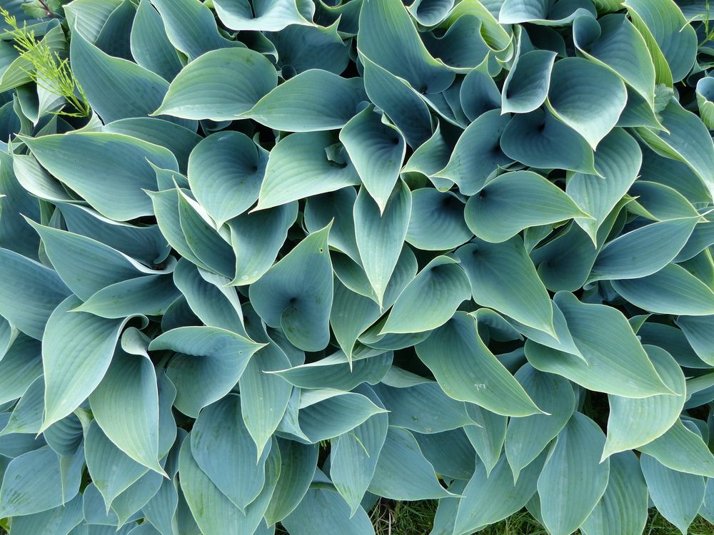 Hosta 'Elegans'
