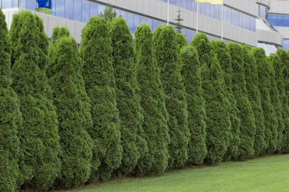 Arborvitae 'Green Giant'