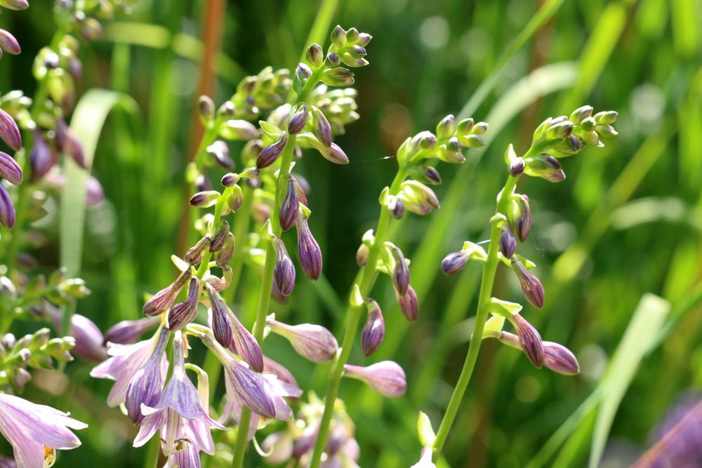 Hosta 'Wide Brim'