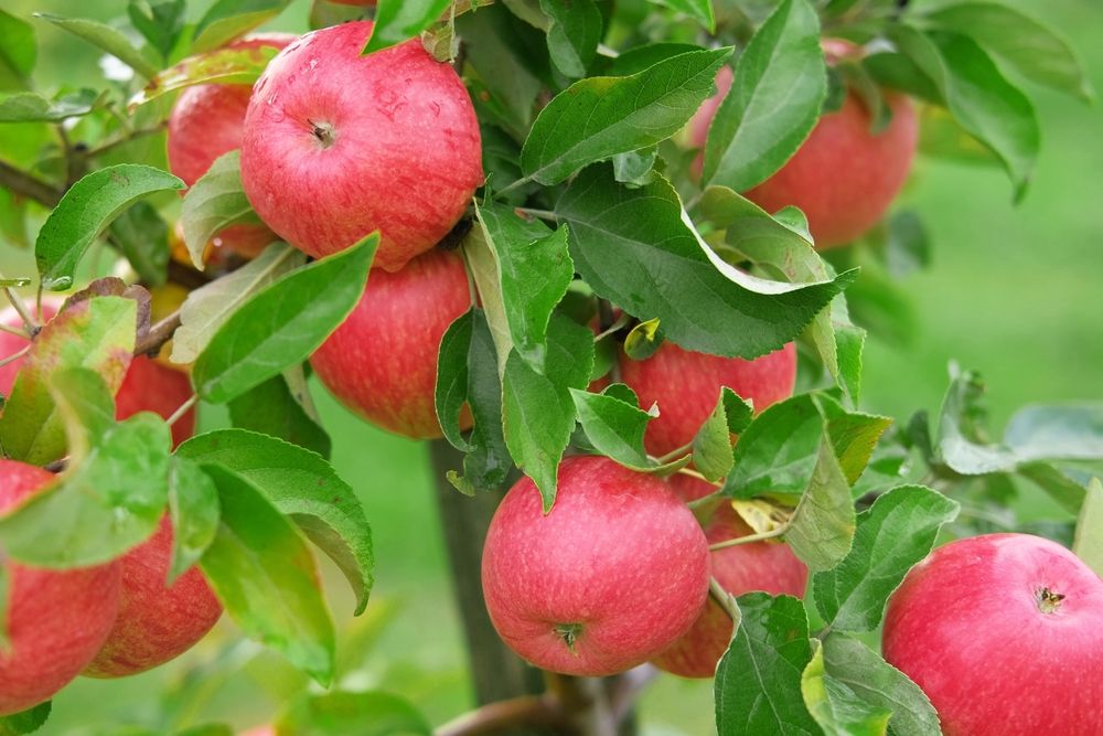 Apple Tree 'Red Delicious'
