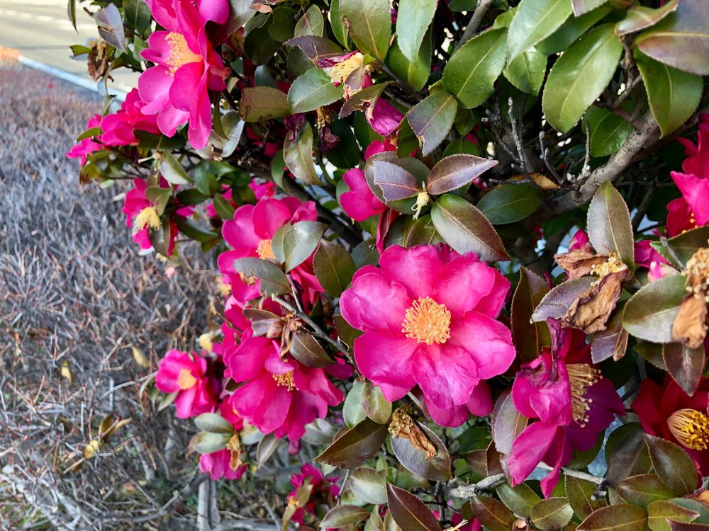 Camellia 'Kanjiro'